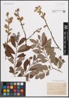 Foto von Salix cinerea L.